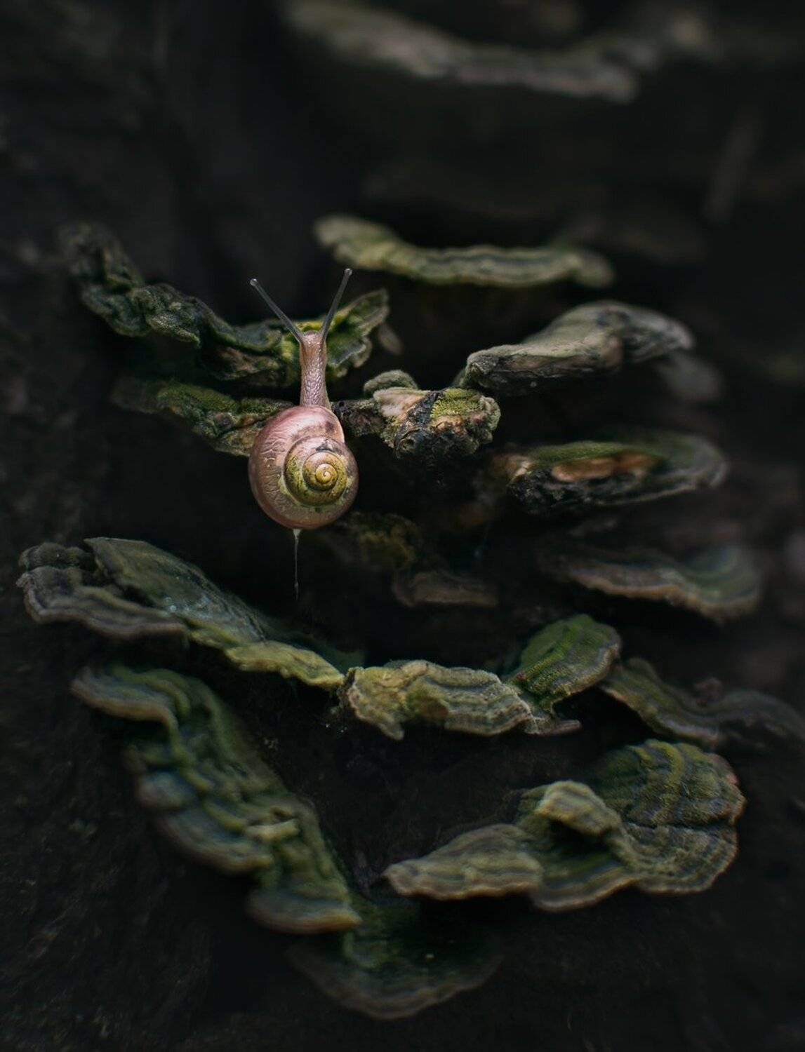 лес, свет, природа, улитка, Баранов Олег