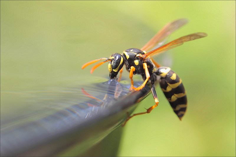 Глоток воды фото превью