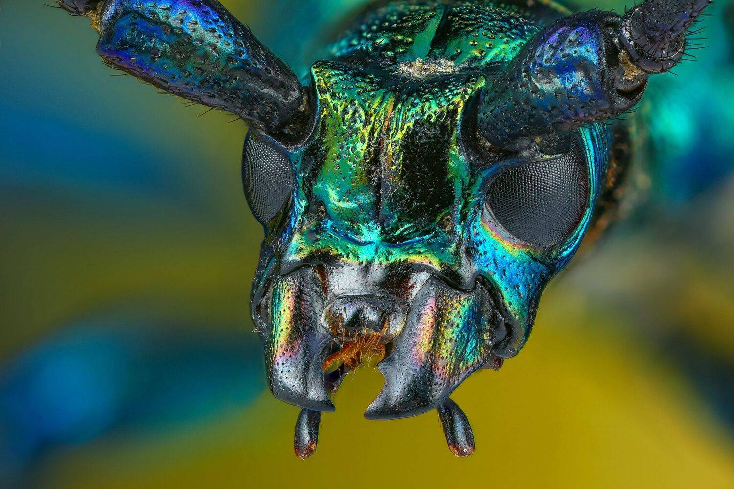 жук,макро,природа,усы,цвет,синий,портрет,желтый, Андрей Шаповалов