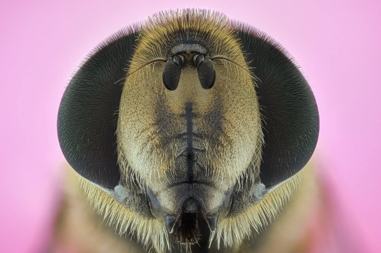 ceclii, macro, nikon z50, Tsvetan Ganev