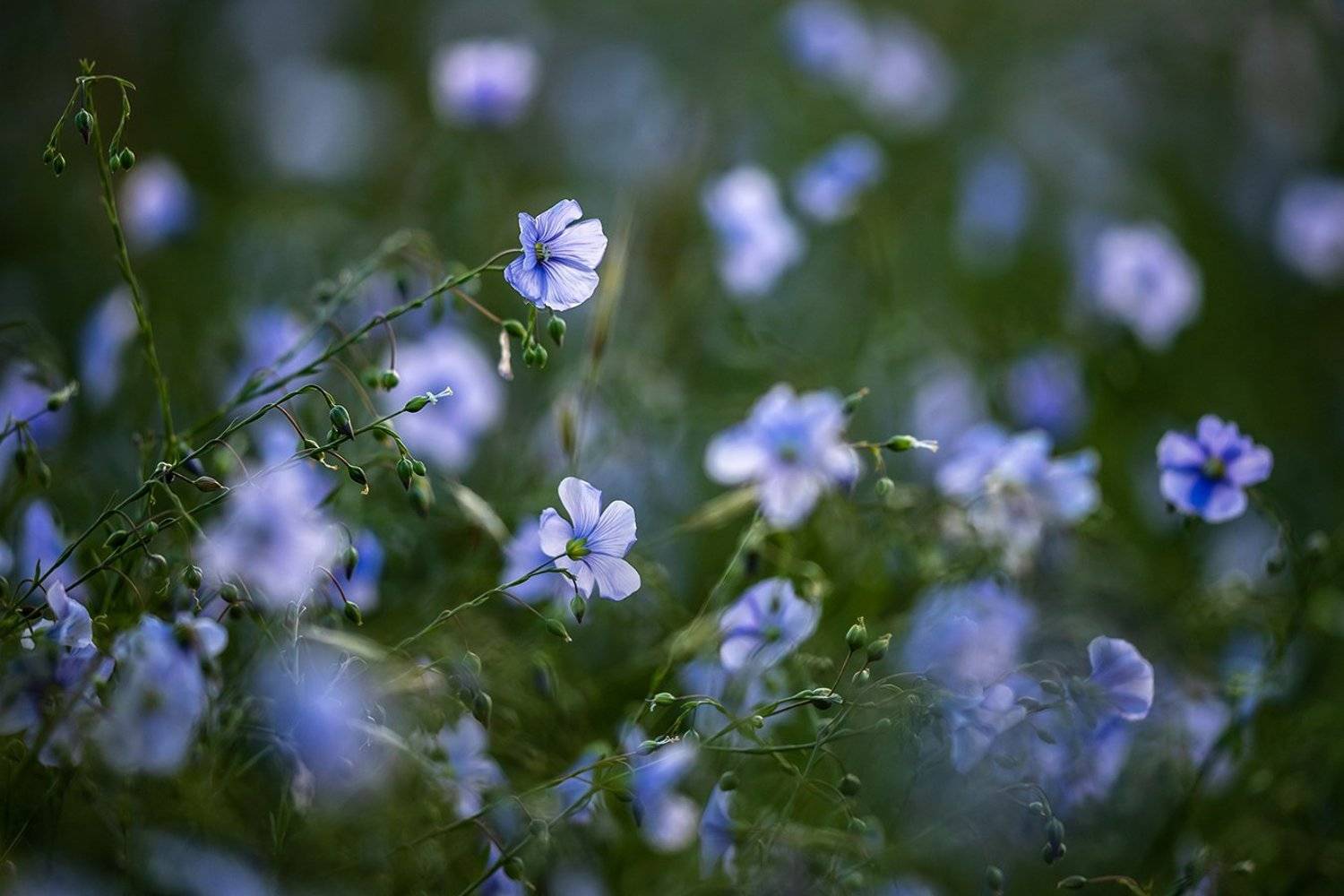 , Илья Михеев