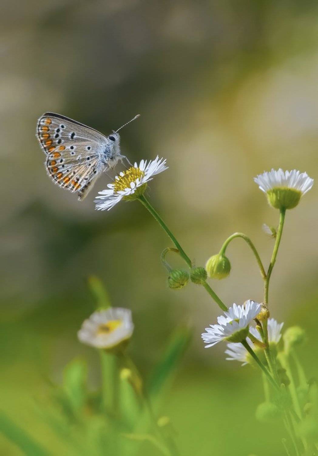 , Чепленко Алексей