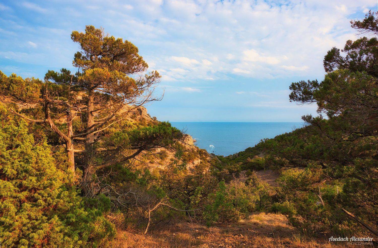 крым, новый свет, закат, деревья, солнце, небо, Александр Аседач
