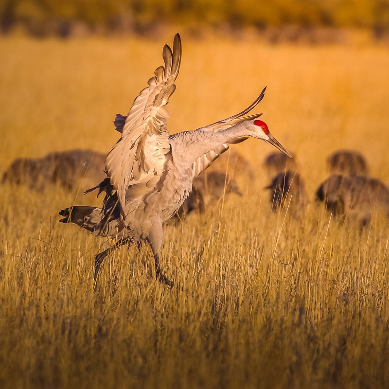 Sandhill crane has had enough фото превью