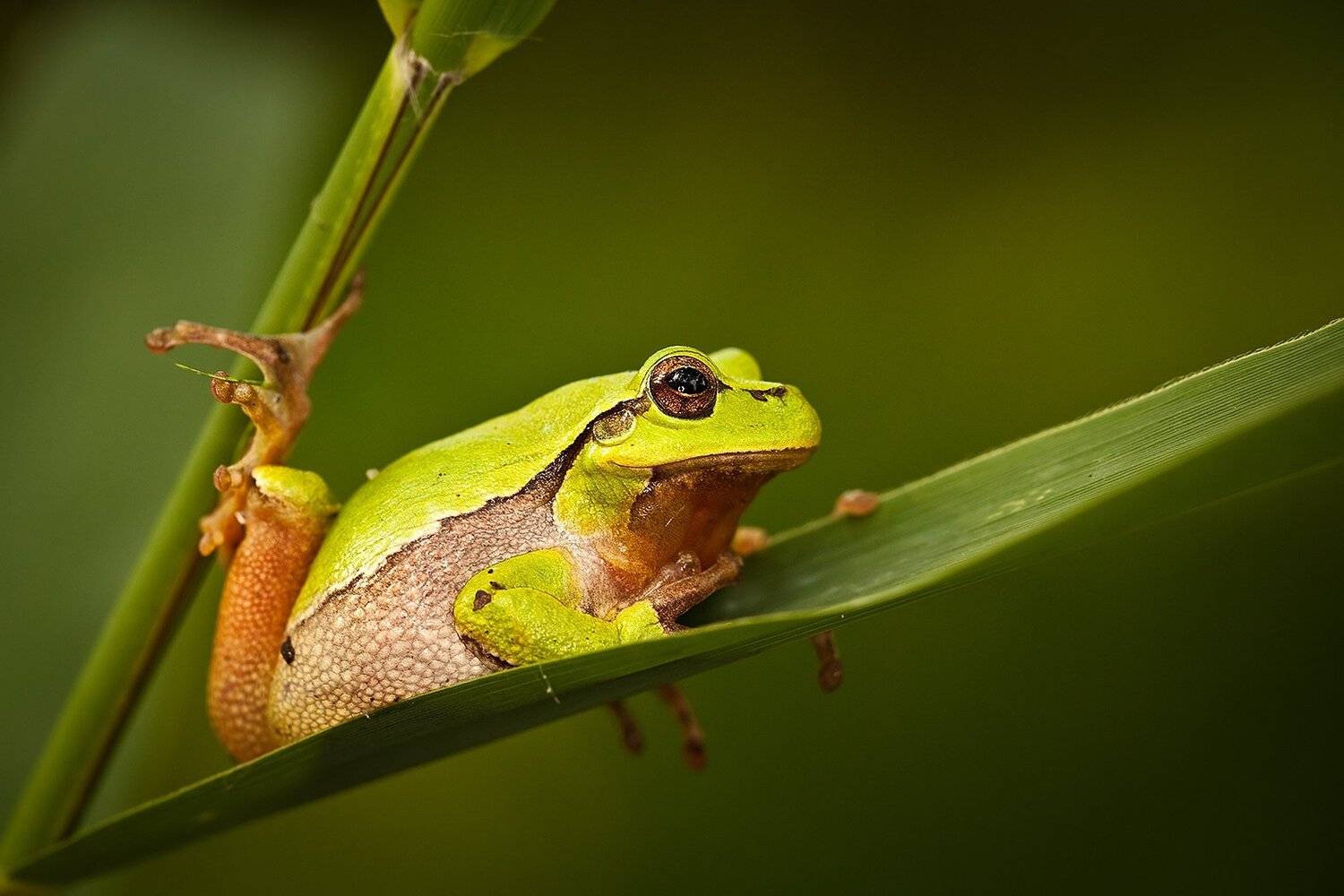 , Robert Adamec