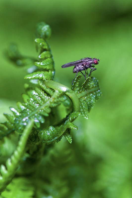 * фото превью