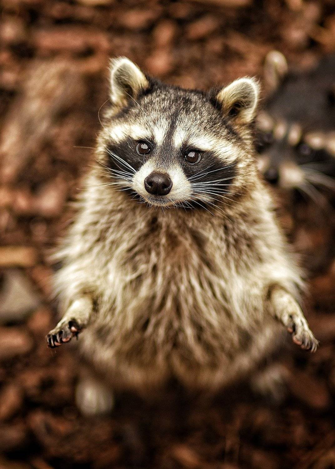 , Владимир Леликов-Кузьменко