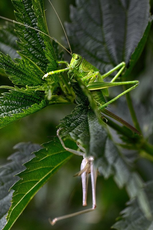 южный урал,оренбургская область, орск, новотроицк, Линька фото превью