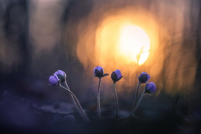 Там, где много тепла, всегда рождается нежность… фото превью