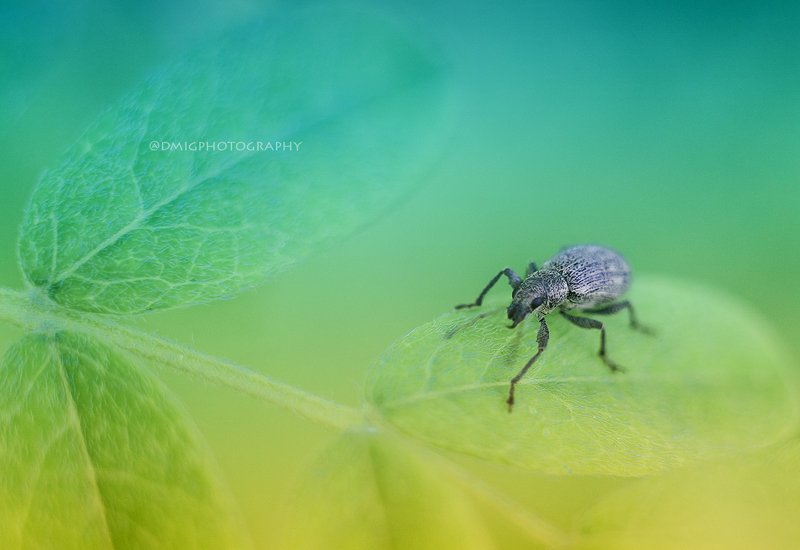 макро, весна *** фото превью