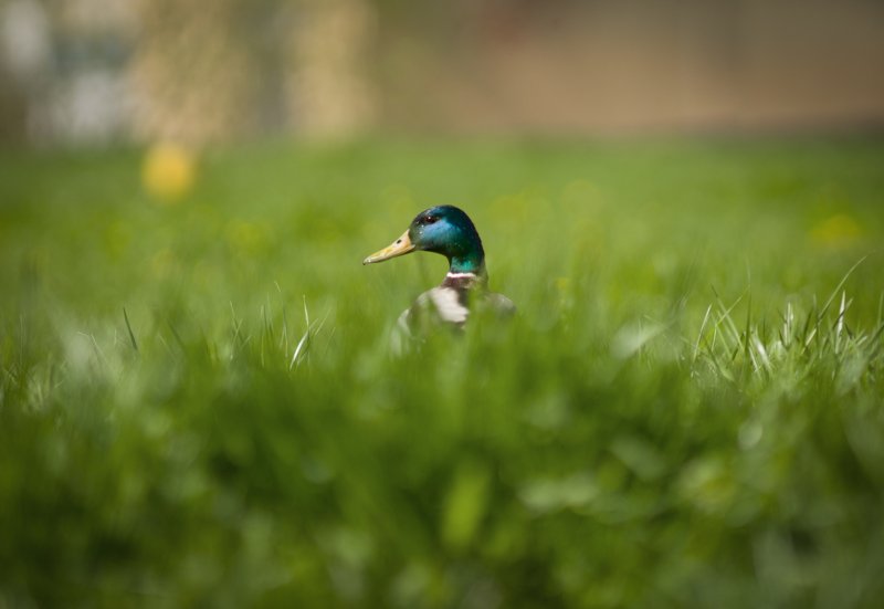 Утиные истории :) фото превью
