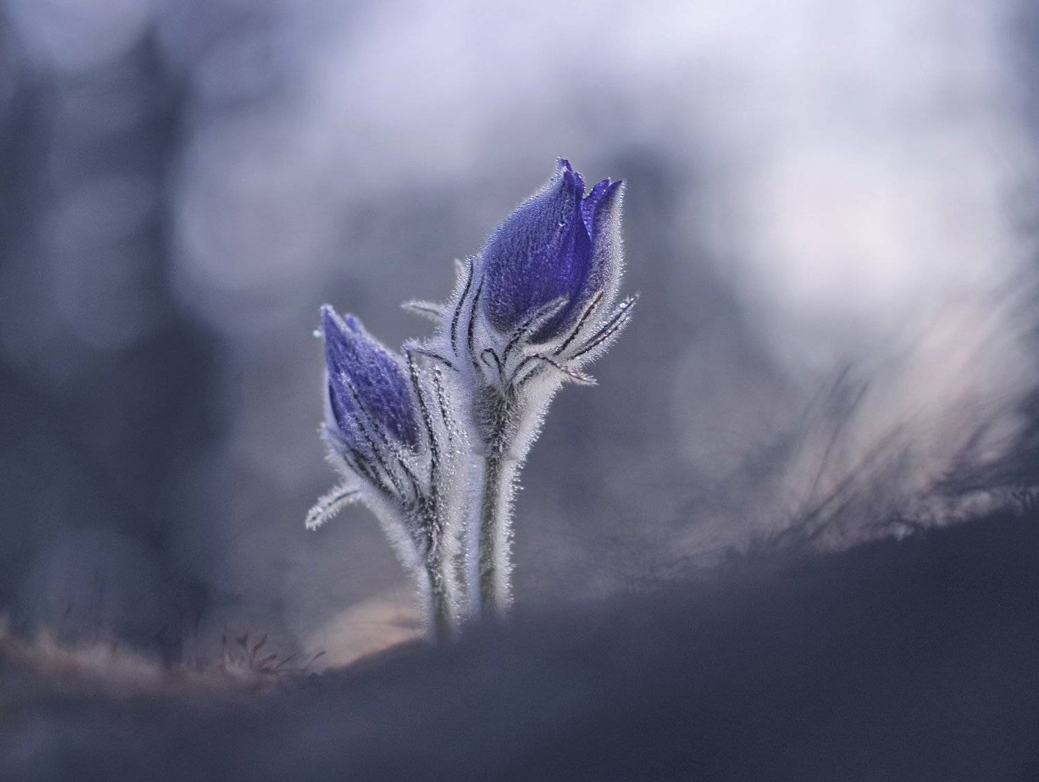 сон-трава, весна, природа, минск, уручье, Александр Гвоздь