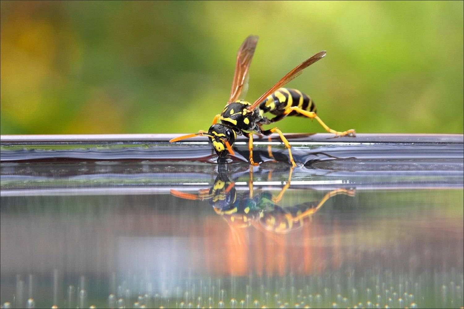 , Сергей Фудиненко