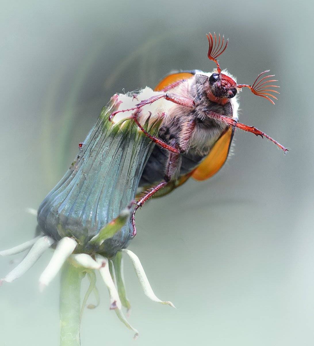 , Галина Горькавая