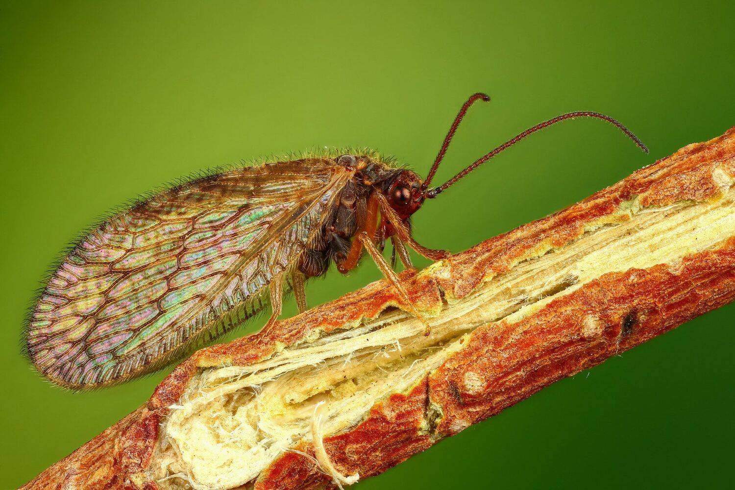 макро,природа,усы,цвет,зеленый,растение,оранжевый, Андрей Шаповалов