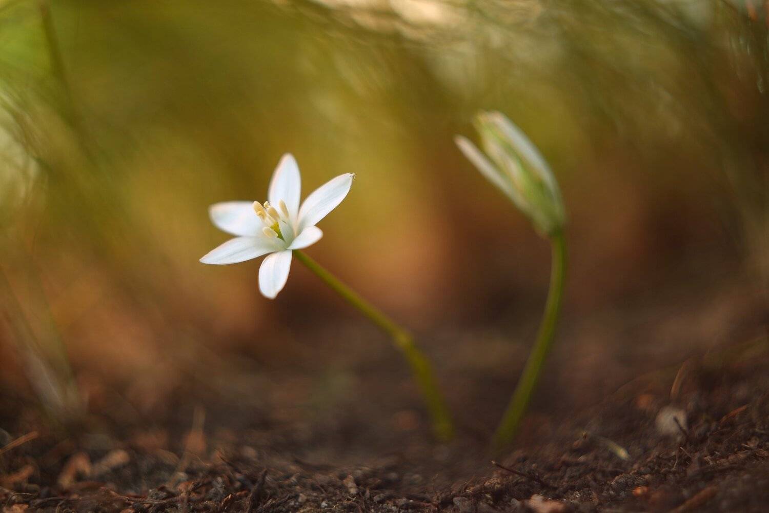 , Эдуард Колобошников