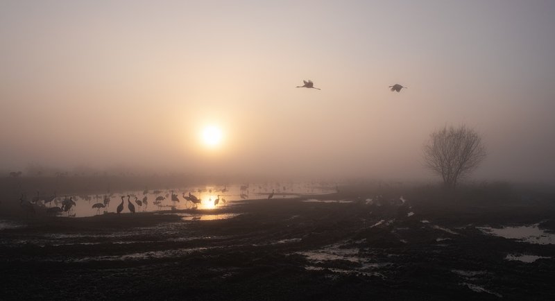 Blurry Foggy Crane Road фото превью
