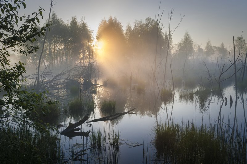 туман, московская область, утро, природа, пейзаж Рассветное волшебство фото превью