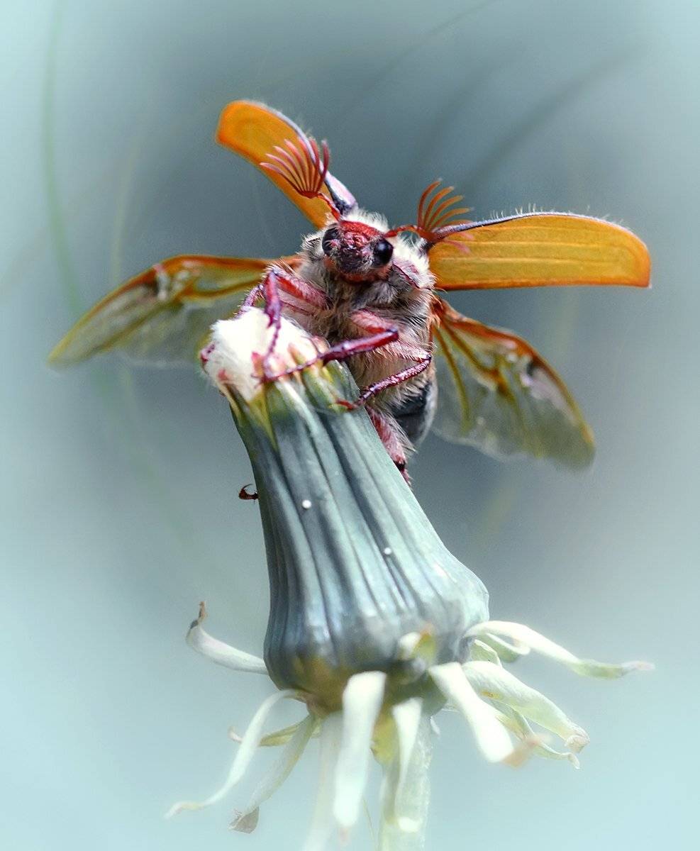 , Галина Горькавая