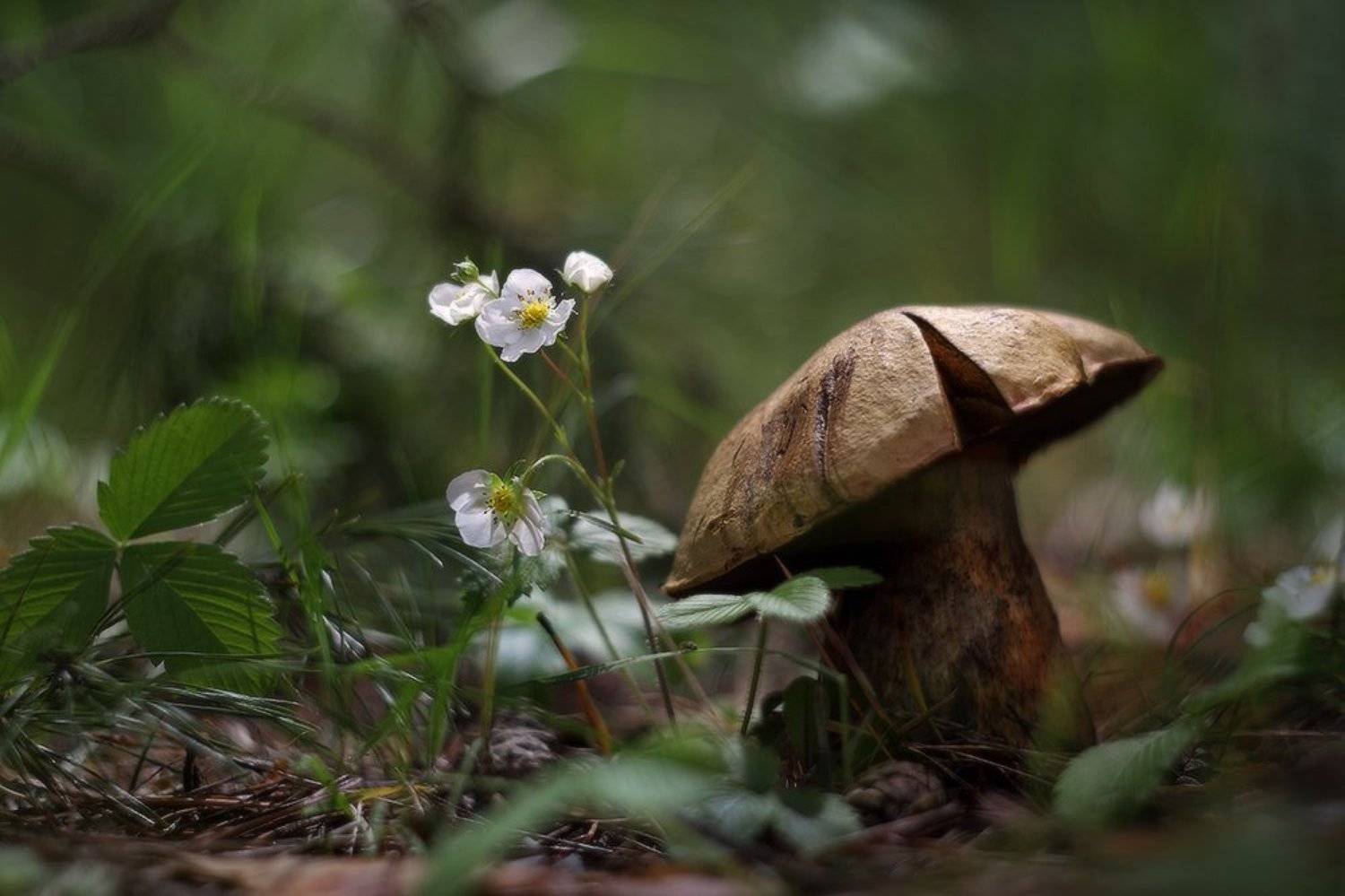 грибы, лето, солнце, гелиос40, Петриченко Валерий