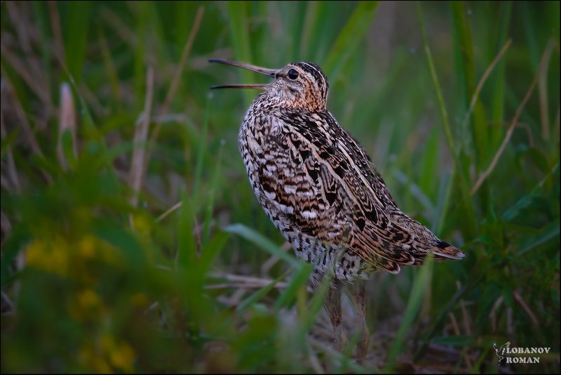 дупель, птицы, лобанов, сергиев, посад  фото превью