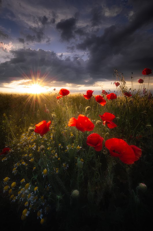 Sunset in field  фото превью