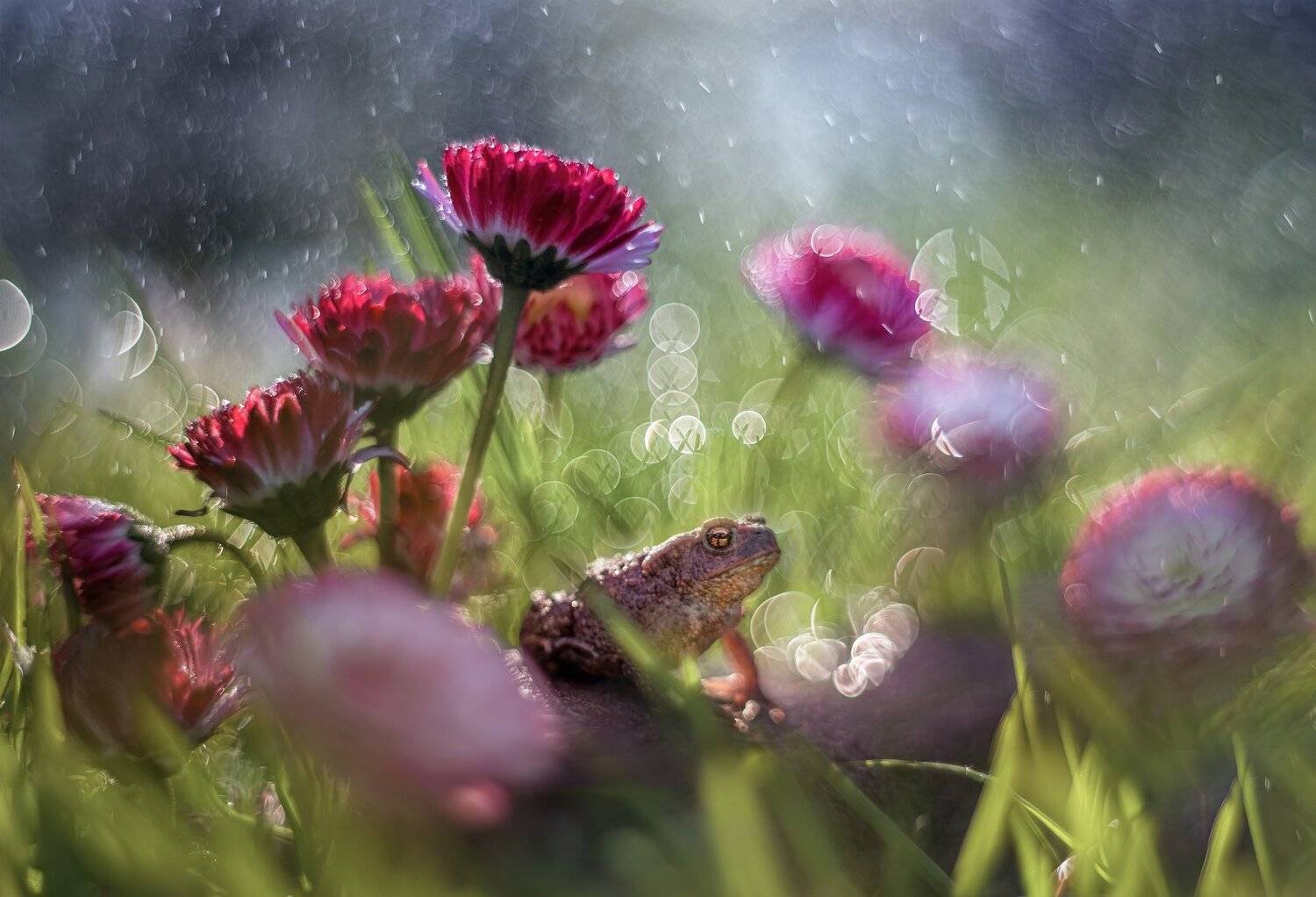 лягушка цветы боке макро красота маргаритки трава, Анастасия Третьякова