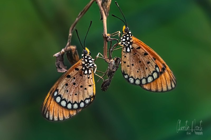 same, species, summer, time, season, happens, butterflies, color, plant, species, brown, bug, butterfly, close, colorful, detail, environment, eye, flora, floral, grass Butterflies in garden фото превью