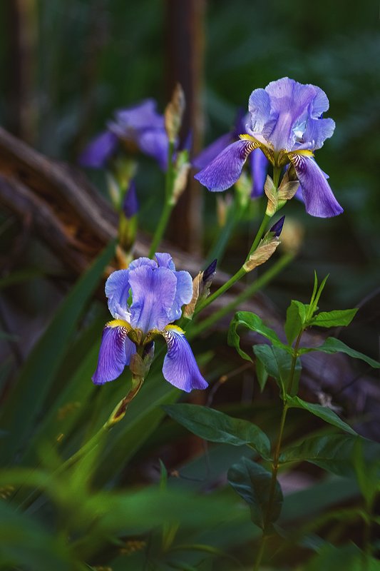 юпитер-37а, manual lens, мануальная оптика, beautiful, красивый, moment, момент, nature, природа, summer, лето, летняя, flowers, цветы, garden, сад, iris, ирис, violet, фиолетовый, white, белый, Ребята с нашего двора :) фото превью