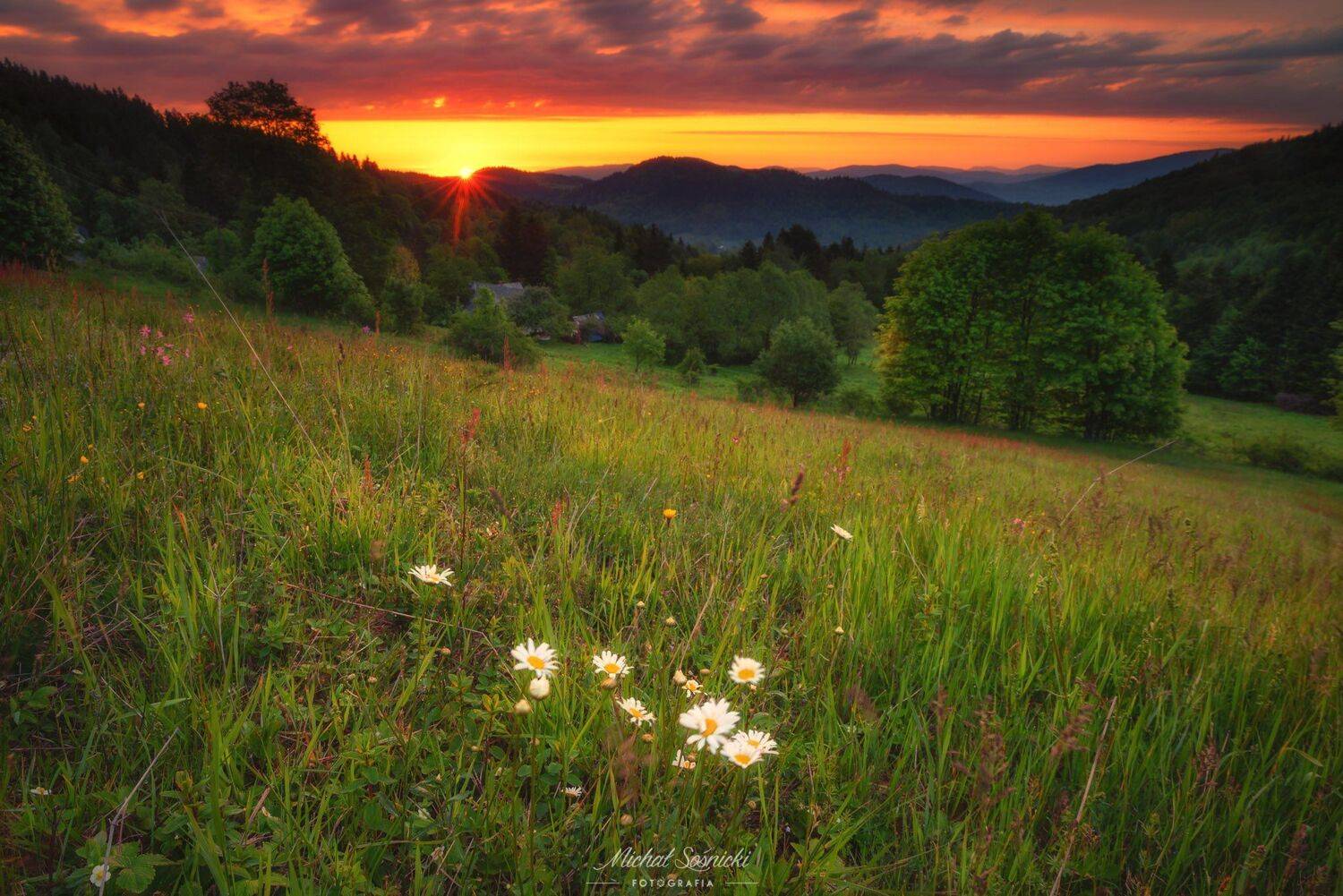 #spring #sun #sunrise #poland #morning #nature #landscape #pentax #benro #flower, Michał Sośnicki