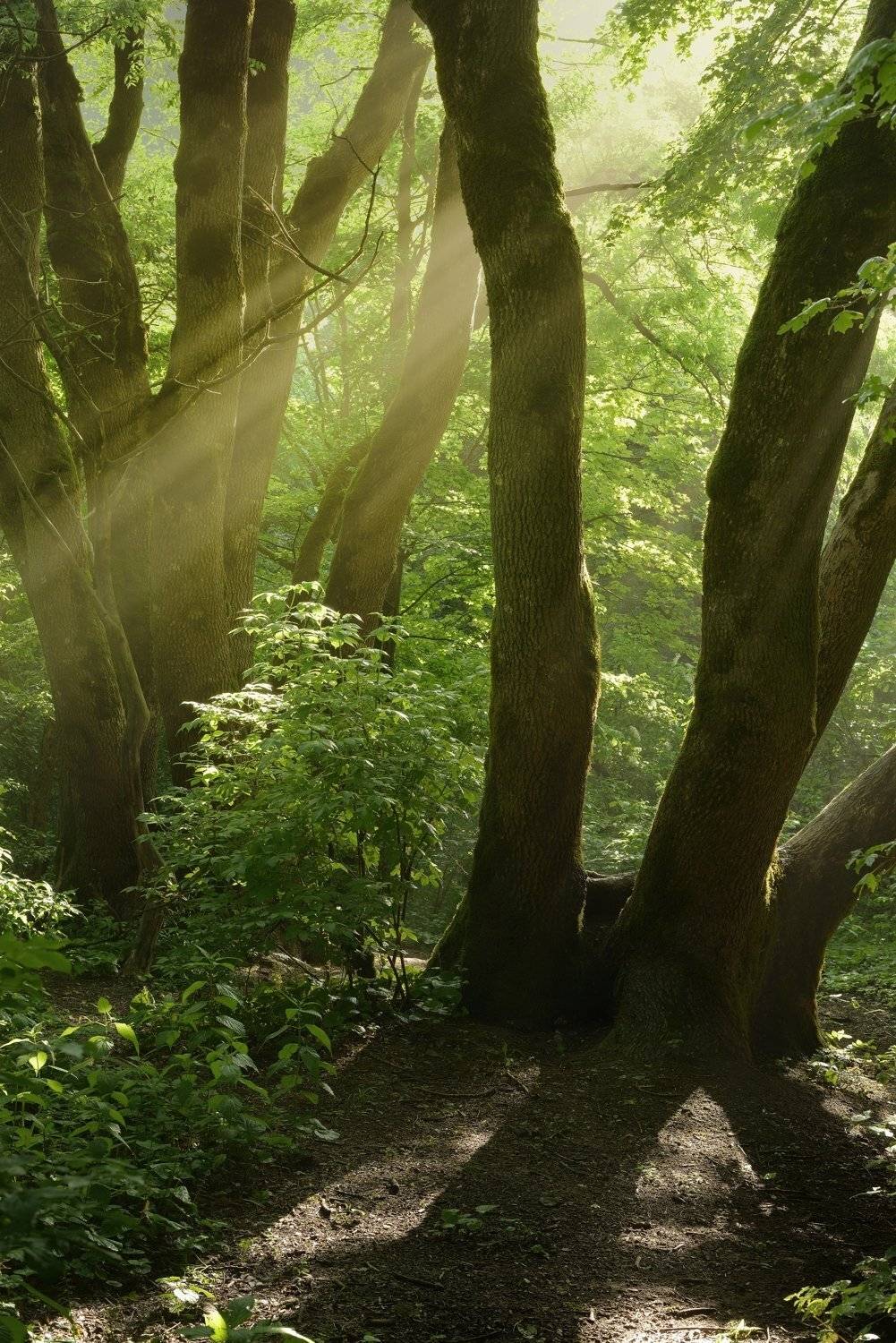 лес утро, Александр Жарников