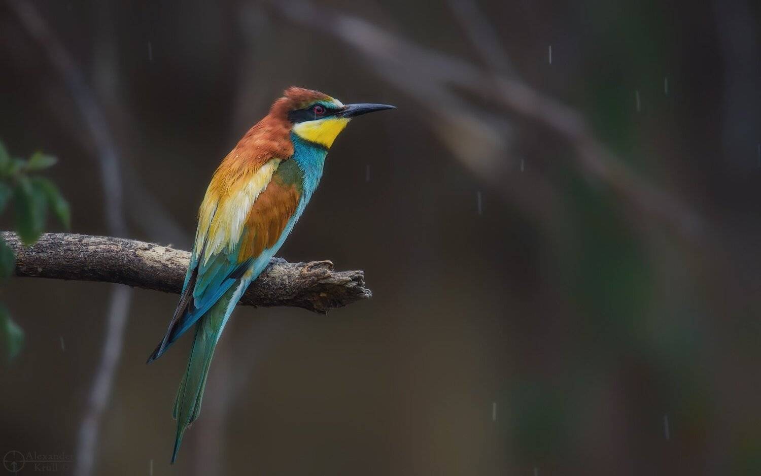 щурка, пчелоедка, Александр Круль