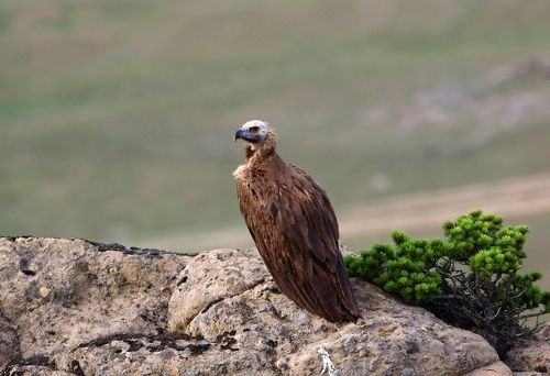 Он улетел....