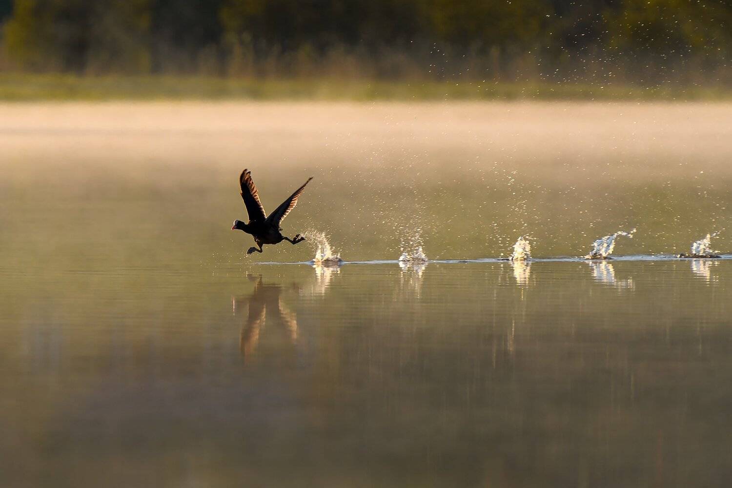 , Михаил Калинин