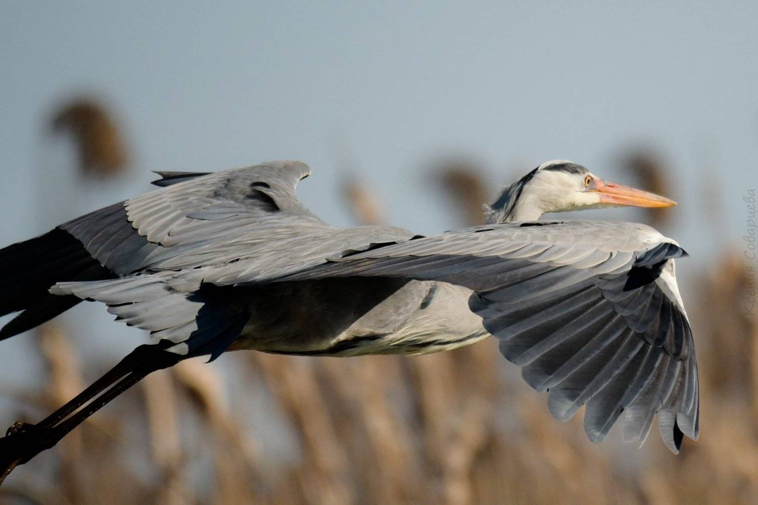 Ardea cinerea, цапля вполёте, цапля, серая цапля, птицы весной ,wild russia ,wild bird  ,birds watching ,birds photography ,birds nature,birds photo,nikon500 ,sigma 150 600 sports,600 mm lens,птицы Одинцовского края,птицы Подмосковья,птицы Аксиньино,село , Ксения Соварцева