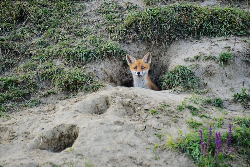 2020 фото превью