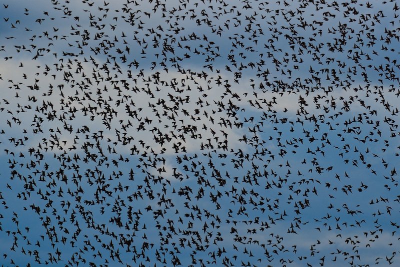 2020 фото превью