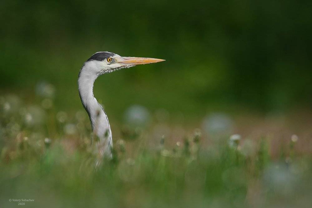 , Валерий Субачев