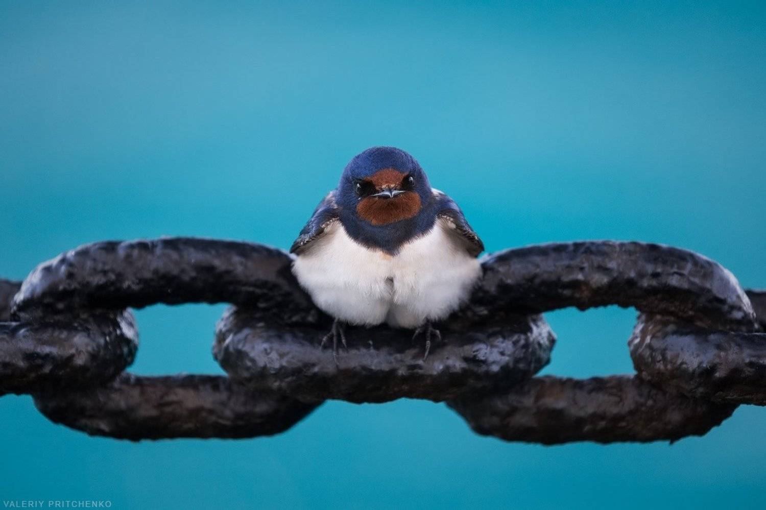 ласточка, птицы, путешествия, Валерий Притченко