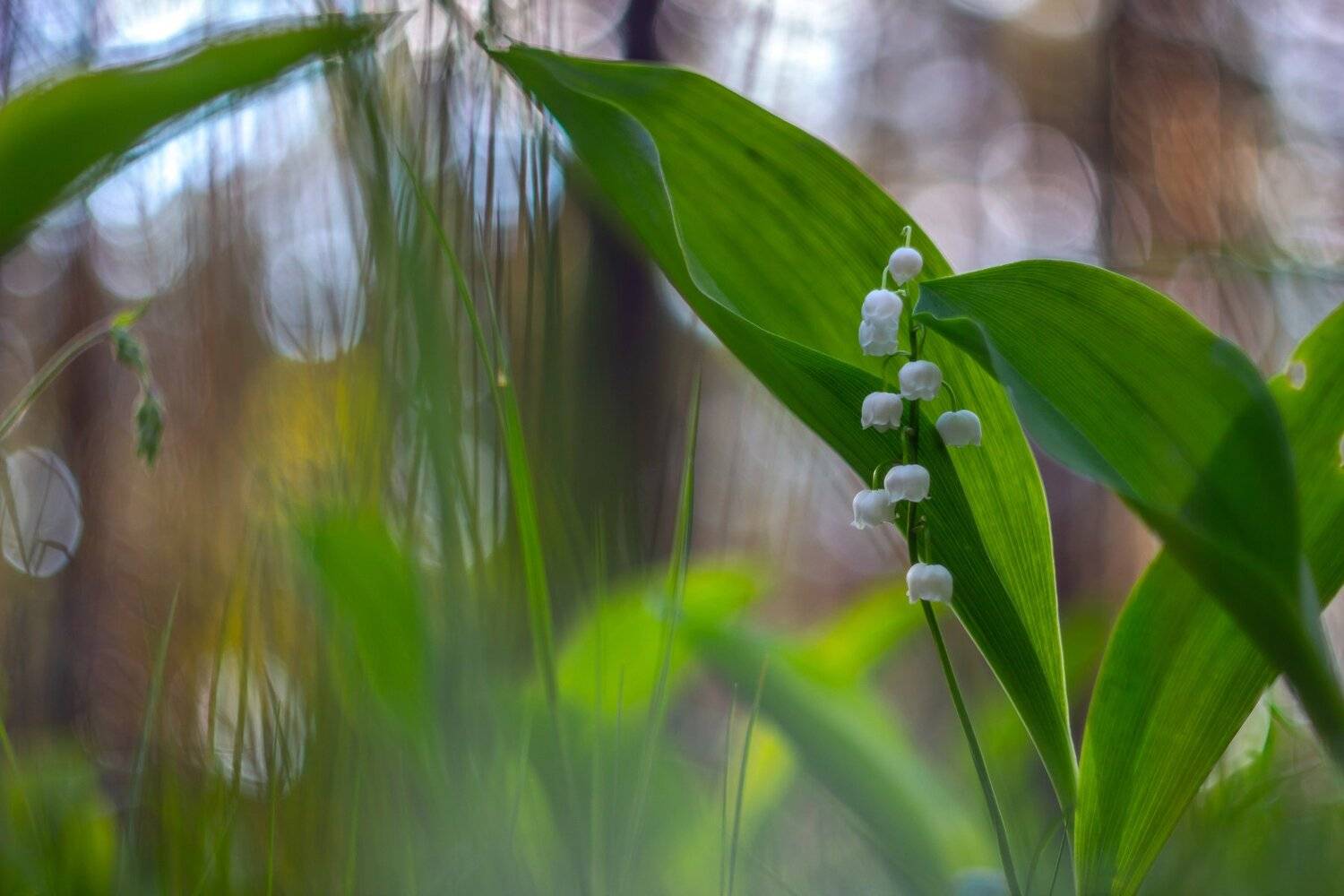 цветы, весна, ландыши, лес, Руслан Востриков