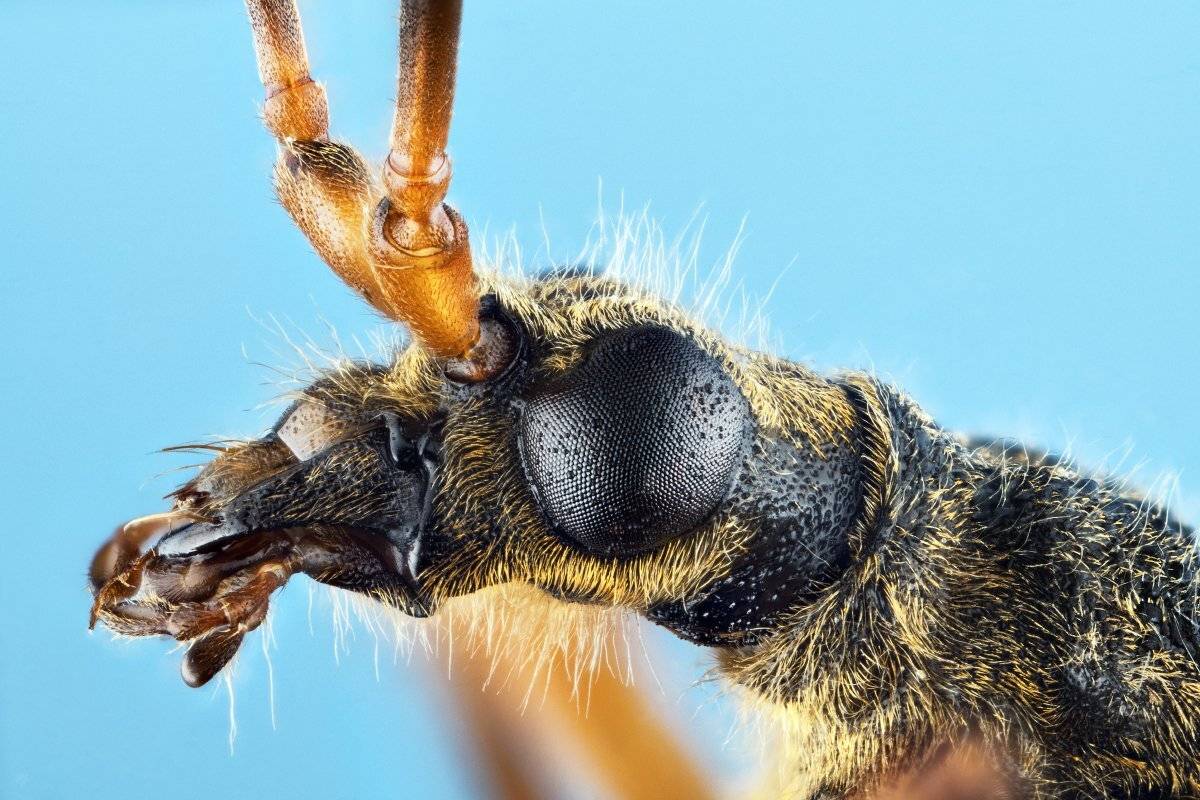 bug, macro, 5:1, Wojciech Grzanka