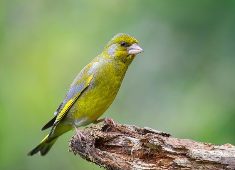Зеленушка фото превью