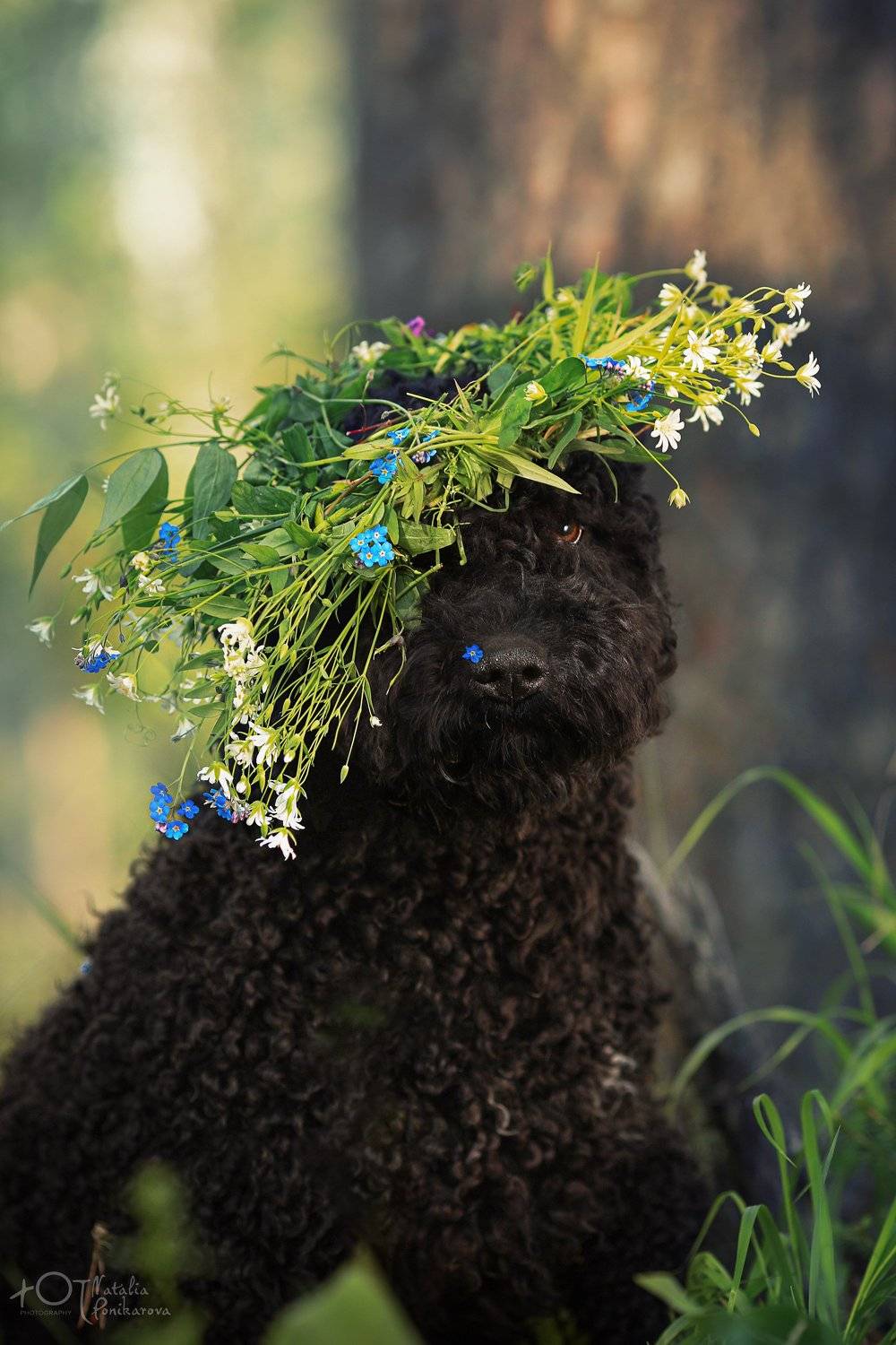, Наталия Поникарова