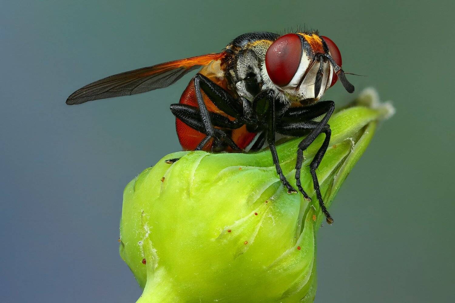 муха,макро,природа,растение,цвет,зеленый,цветок, Андрей Шаповалов