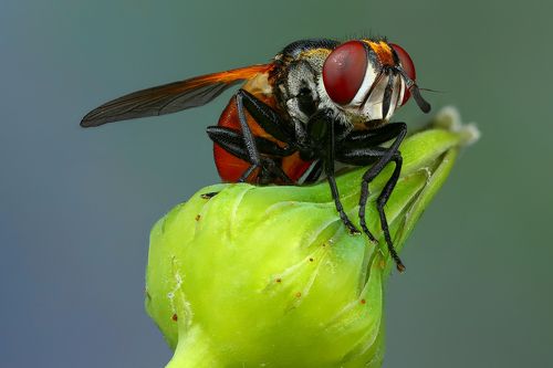 Красные глазки