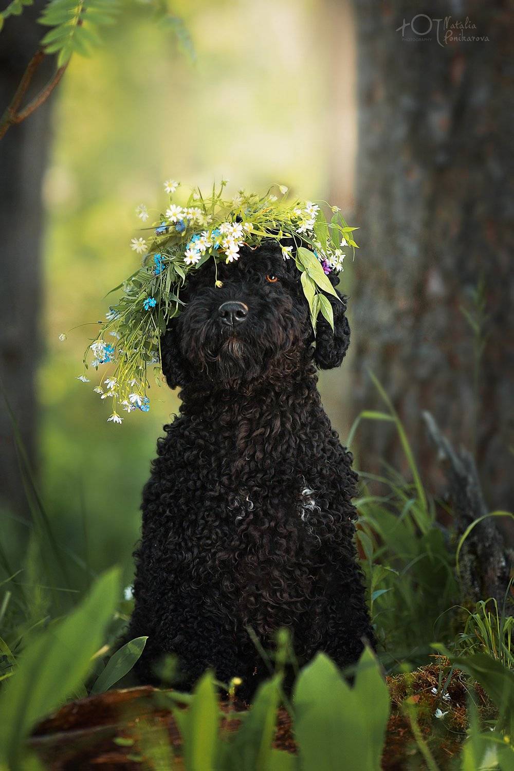 , Наталия Поникарова