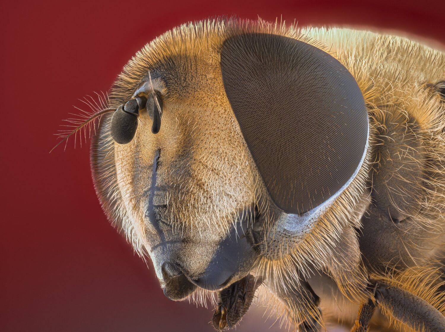 ceclii, macro, nikon d3400, lomo 3.7, Tsvetan Ganev