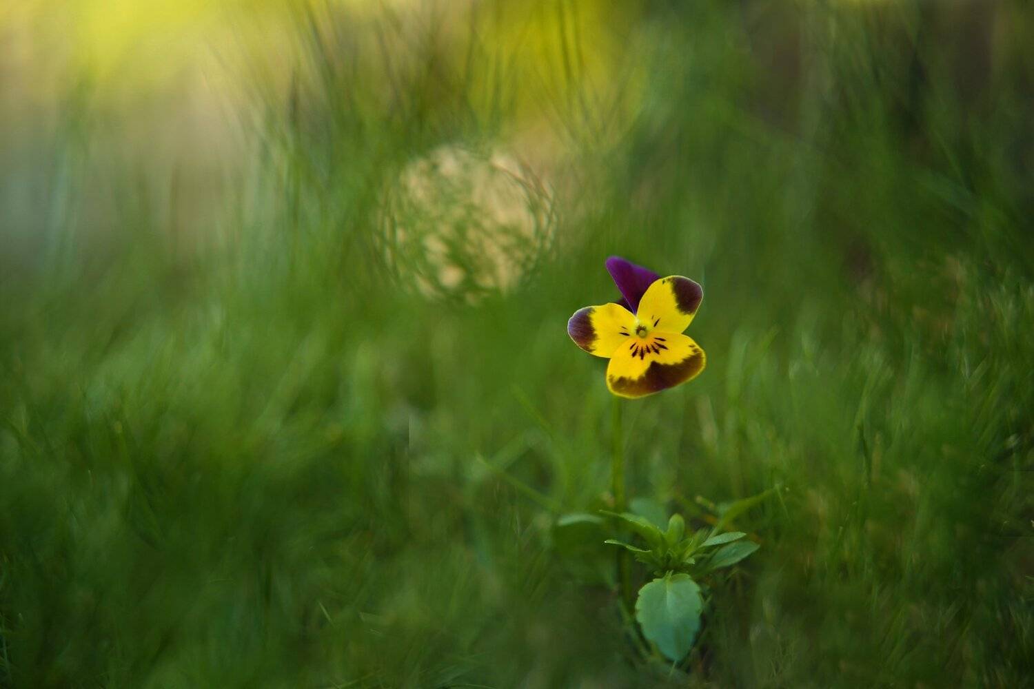 , Эдуард Колобошников