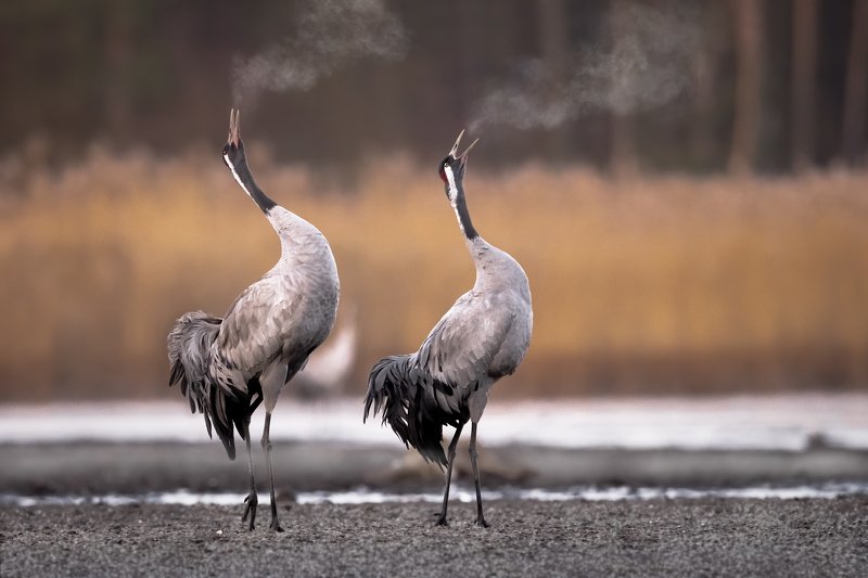 rano, żurwa, ptak, staw, woda,  Żuraw  фото превью