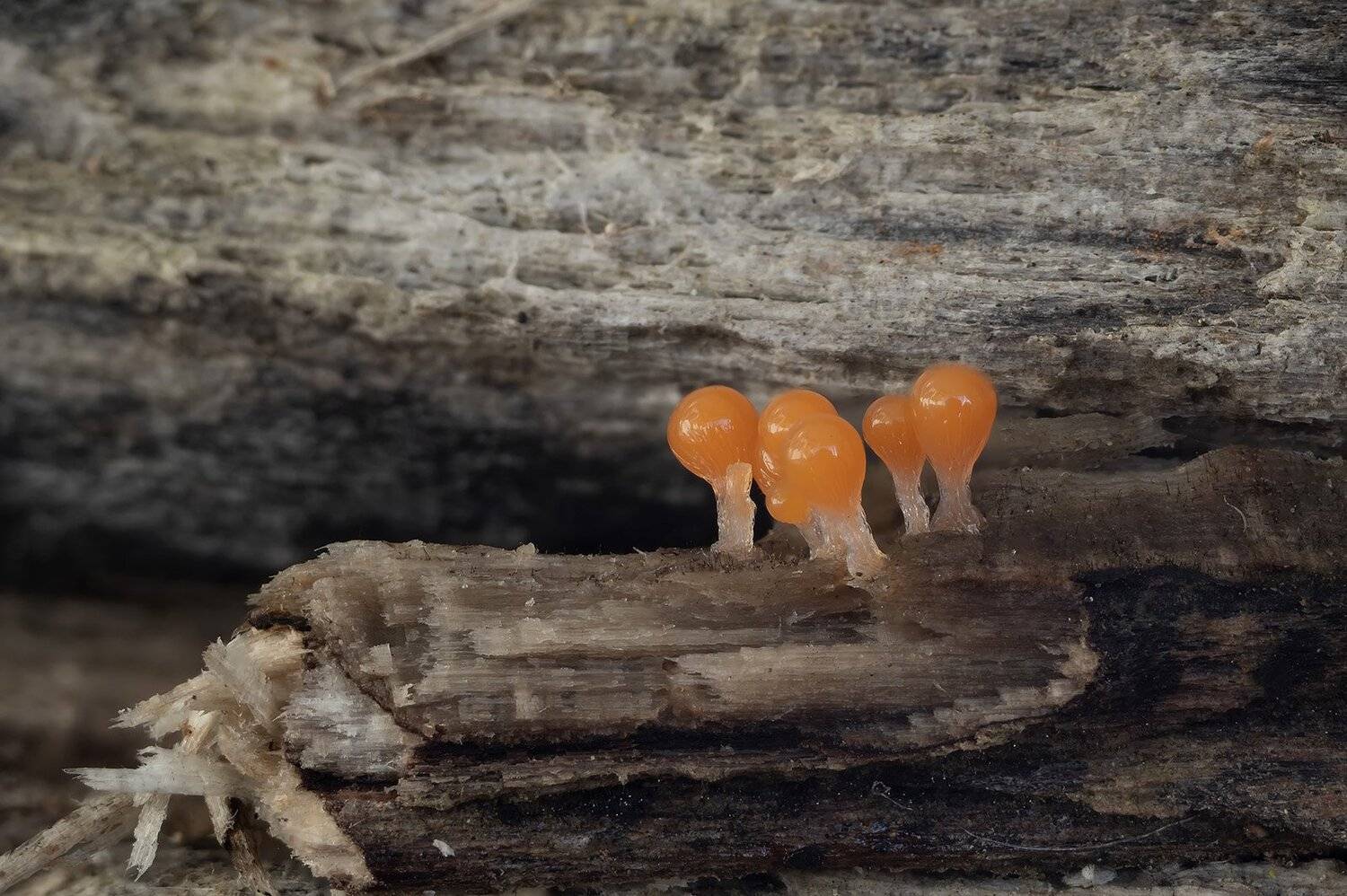 , Александр Земляной